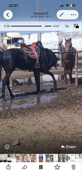 Айғыр сатылады жуас