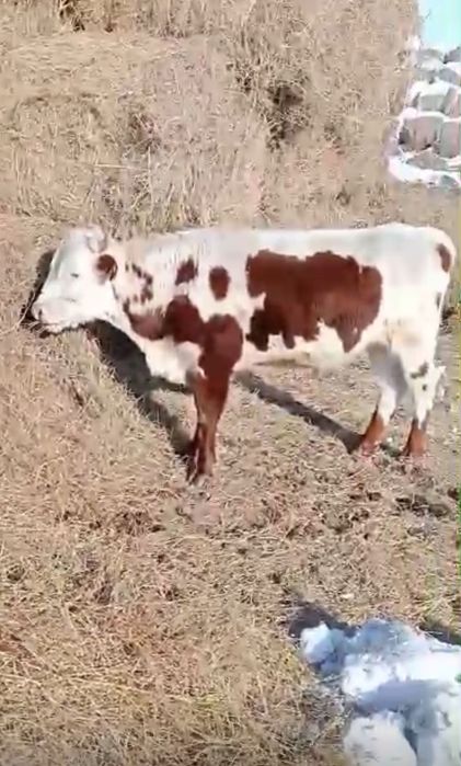 Ембі қаласы Бұқа сатылады !