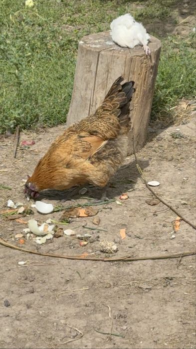 Лакиданзе курочки