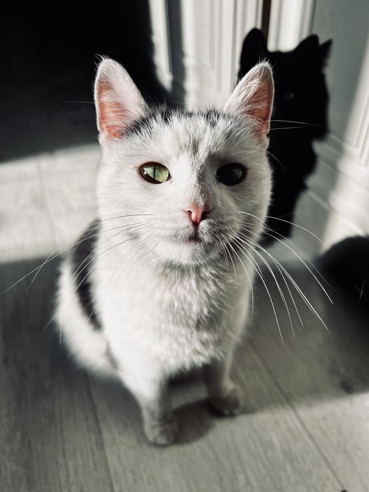 кошечка нуждается в хозяевах