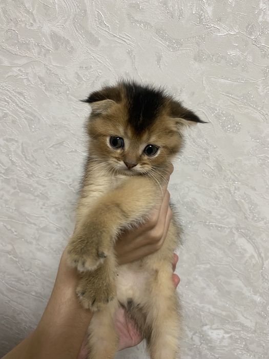 Золотая шиншилла