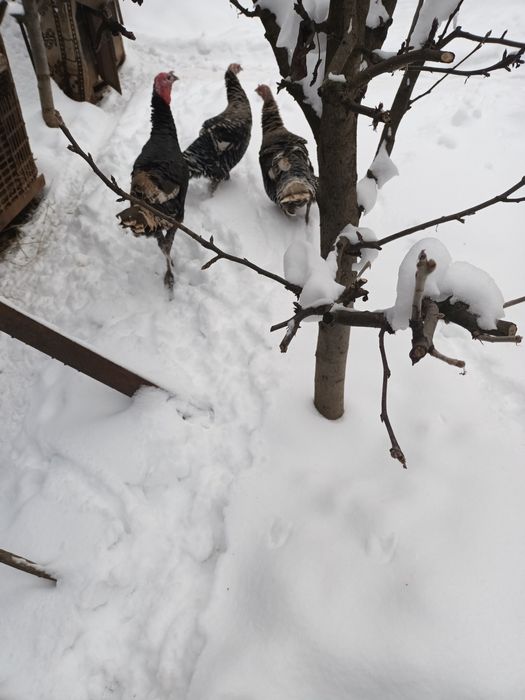 Curci de casa din mai