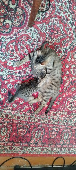 Отдам котят в добрые руки