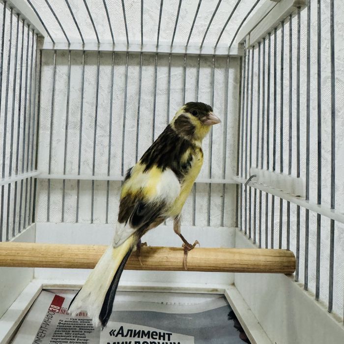 -4 oylik moda Kanareyka sotiladi