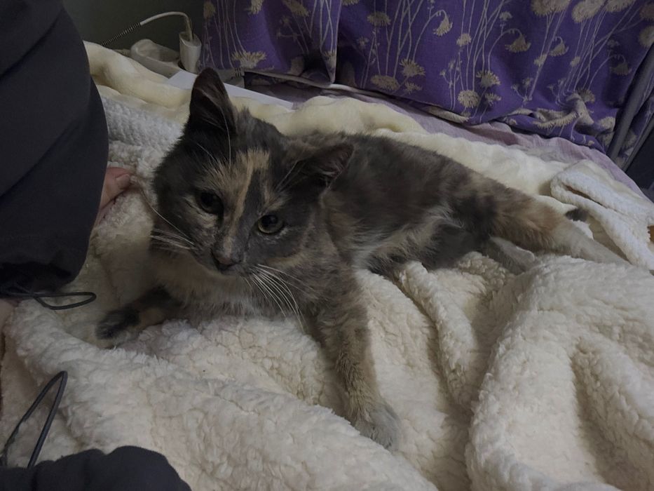 Отдаем кошку в хорошие руки