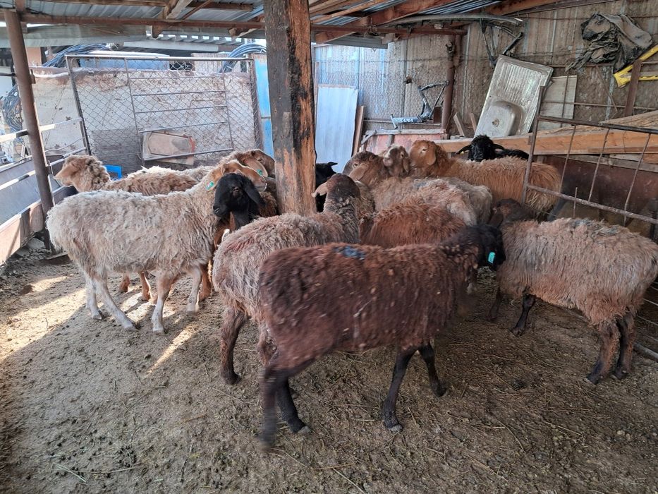 Тусак пен сек сатылады.