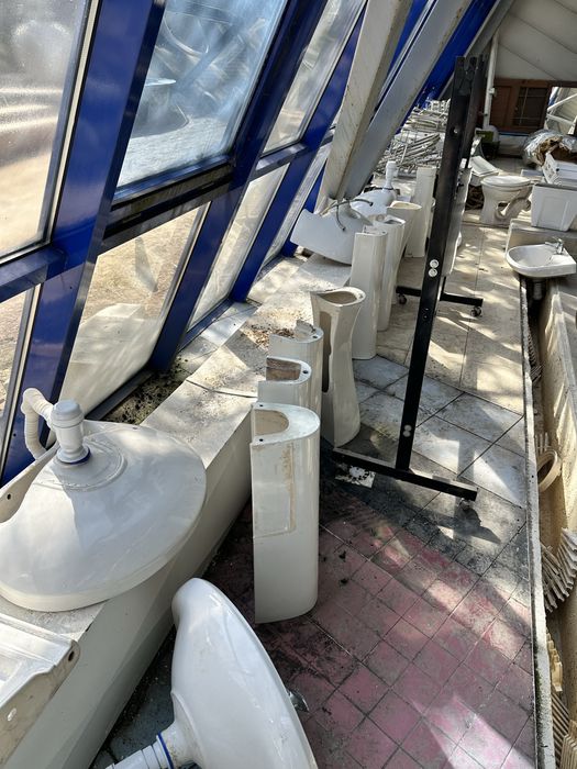 Раковины тюльпан