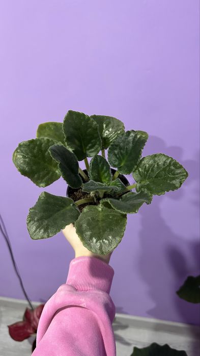 продам комнатные цветочки