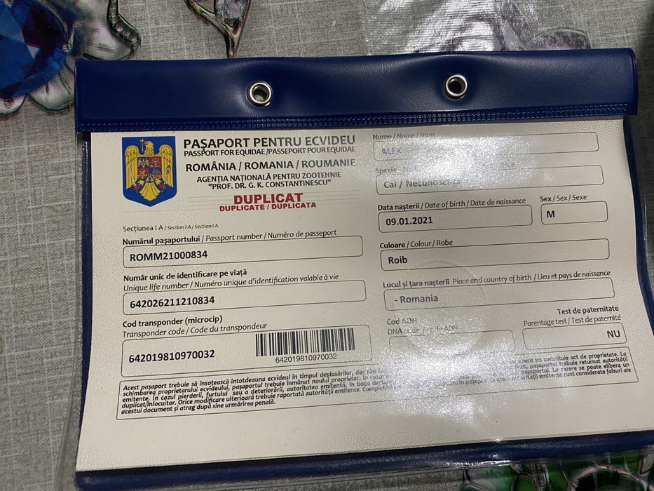 Vând ponei cu acte  are 5 ani foarte cuminte  negociabil  învățat călare