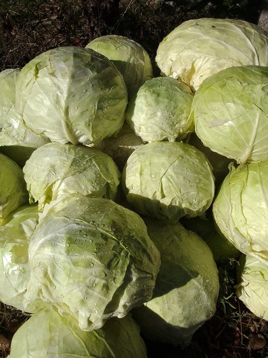Varză românească