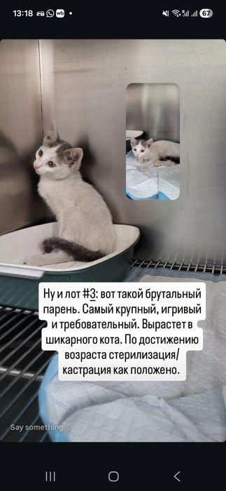 Котята в добрые руки