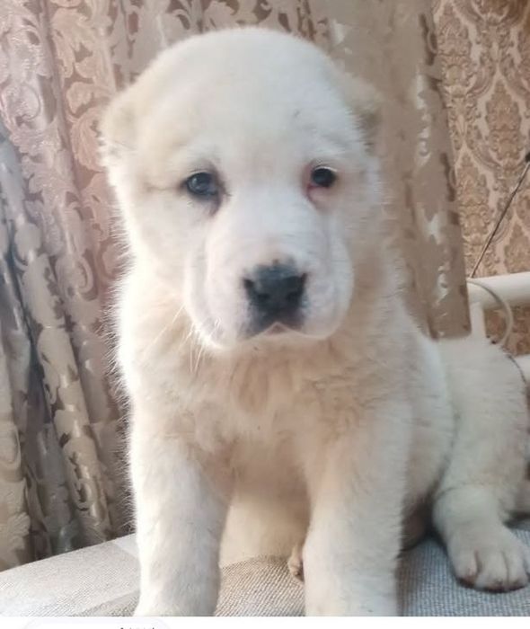 Шикарная девочка САО АЛАБАЙ