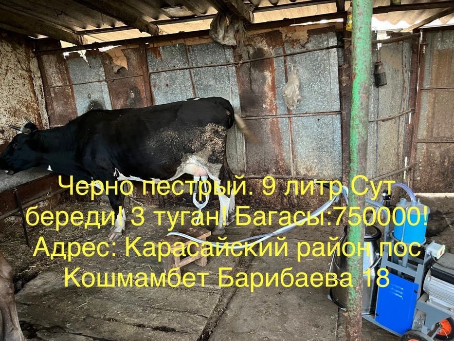 Продам доильных коров