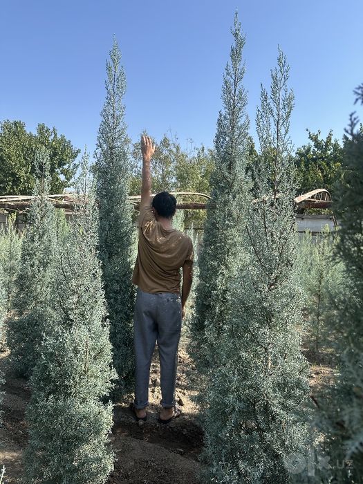 Arizonskiy kiparis Italya 
1.65 dan 3.20 metrgacha 
Kotta ki