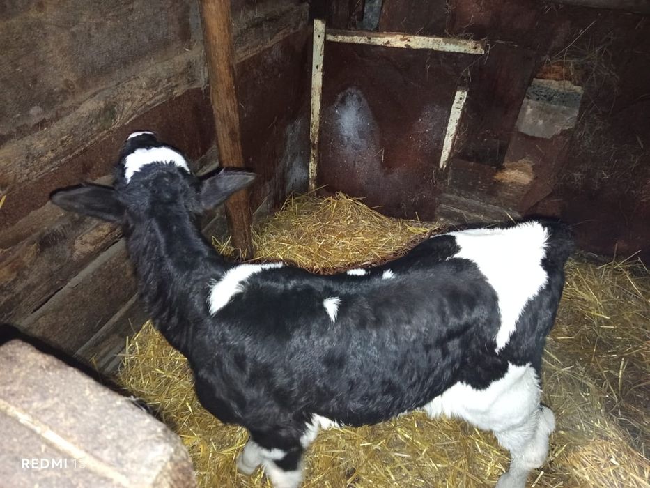 Продам телята бычки