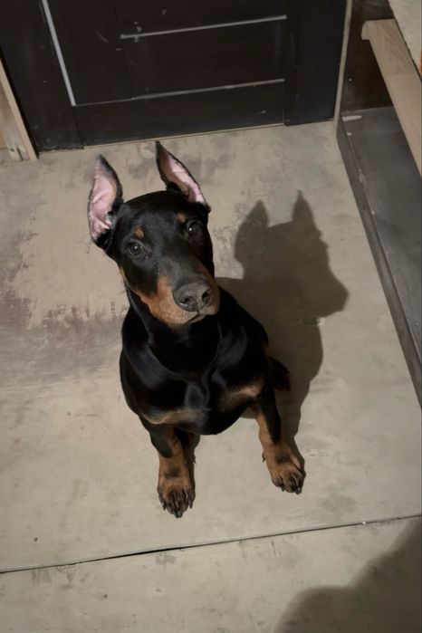 Продаётся щенок Добермана, 5 месяцев