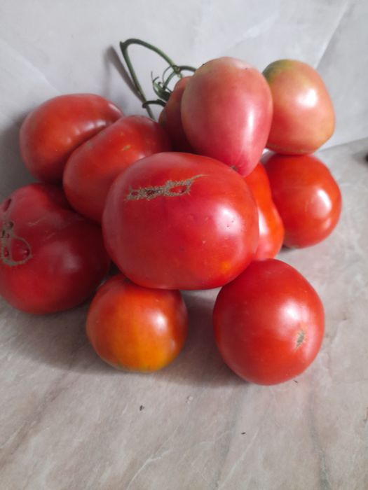 Продам домашние помидоры с куста.