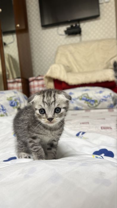 Шатлански кошка.