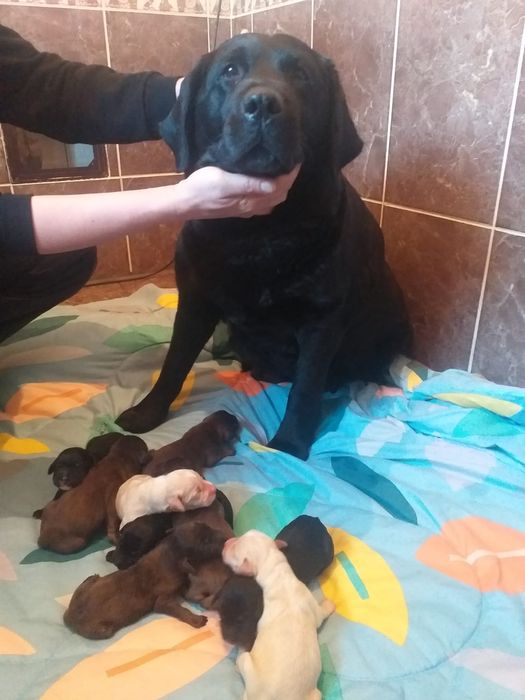 Лабрадор ретривера щенки