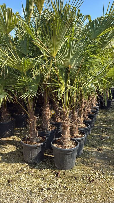 Palmieri trachycarpus fortunei rezistent la ger
