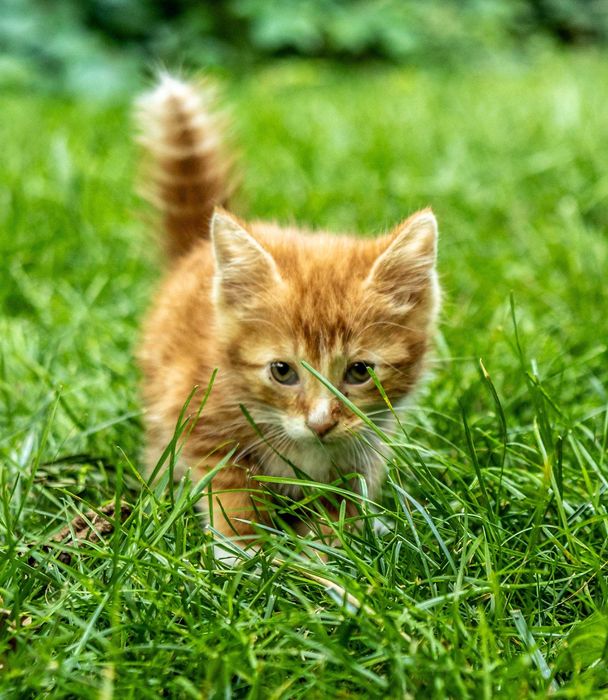 Бесплатно котенок мальчик рыжий 2 месяца