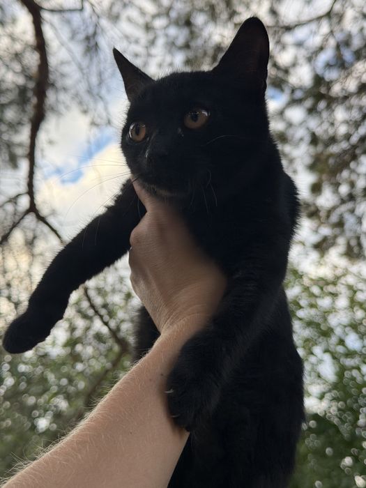 Отдам котенка в добрые руки