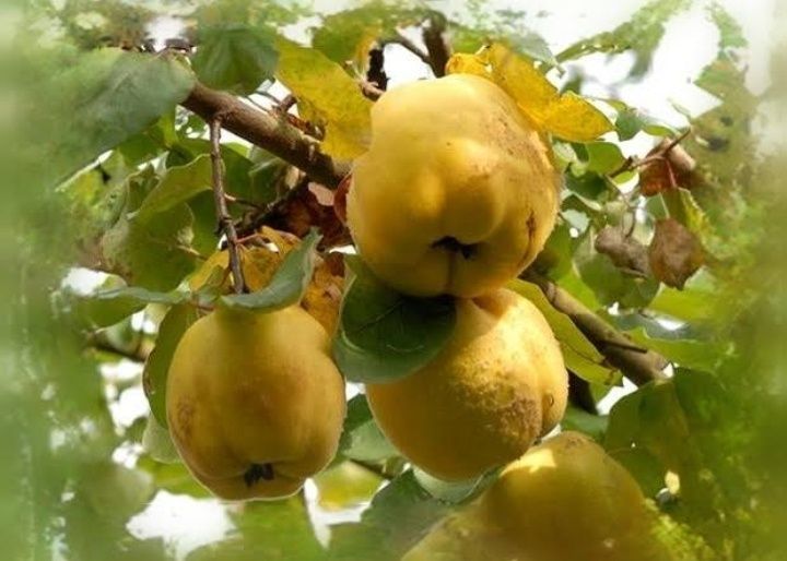 Gutui (Soiul Cydonia )