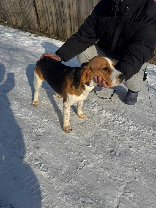 Brac german, beagle