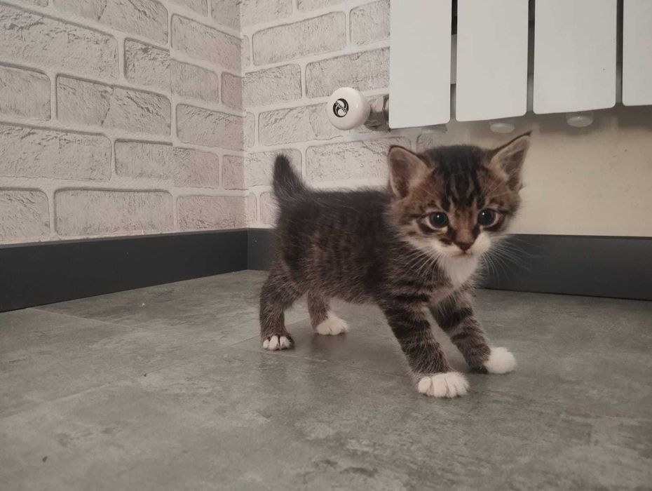 котята в дар в добрые рууки