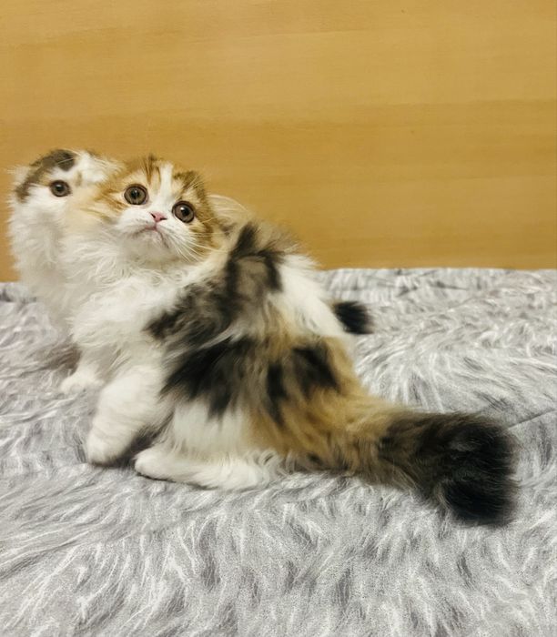 Шотландские девочки!