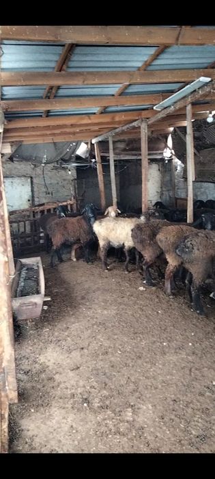 Семіз ұрғашы тоқтылар сатылады