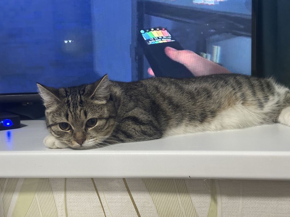 Отдам кошку в добрые руки