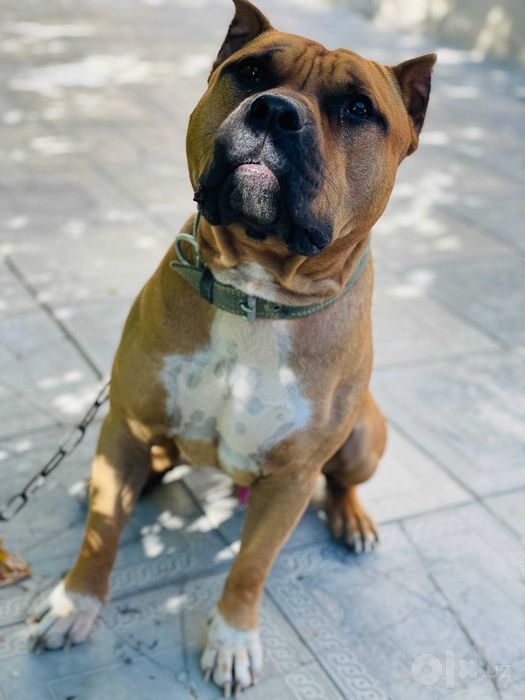 Pidbull sotiladi sog'lom aqlli
