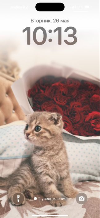 Котенок  шотланский