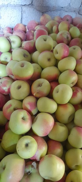 Олмалар оптом сотилади