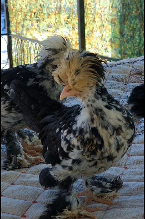 Султанка балапандары