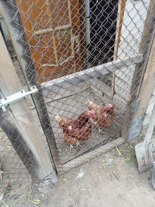 Куры домашние Ломан Браун