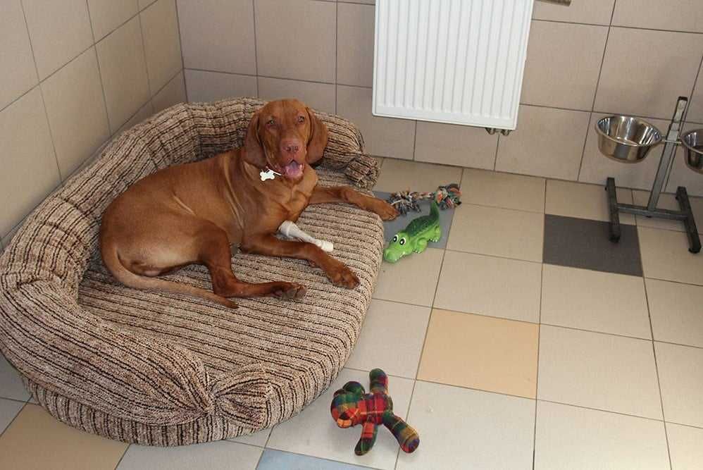 Передержка домашних питомцев!