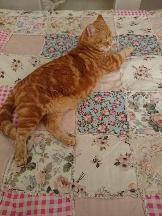 Британская кошка