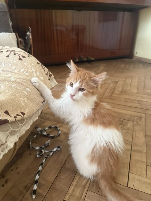 Мъжко дългокосместо коте търси своите хора