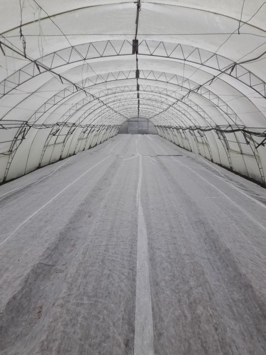 Продавам  разсад за Пипер и Домати и др.