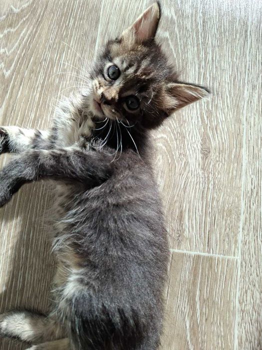 Отдам в добрые руки котят