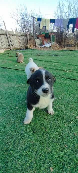 Отдам в добрые руки щенков!