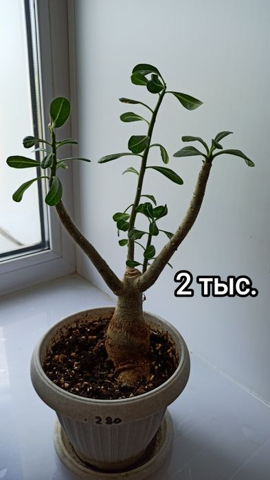 Продам комнатные цветы.