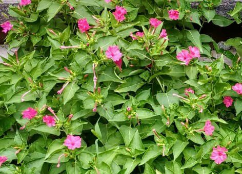 Семена ,,Ночная красавица".