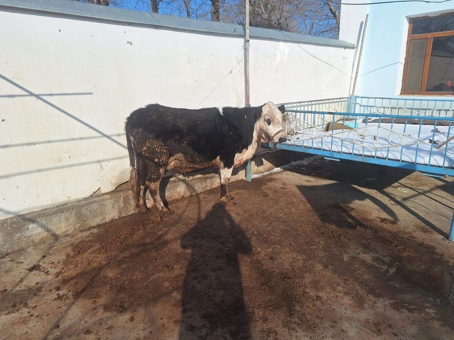 Токал биринши тумасы