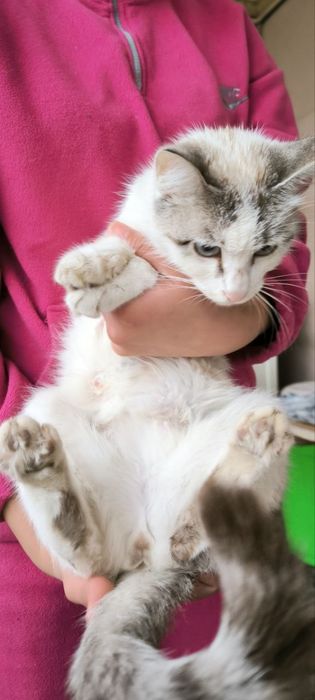 Регдолл американский