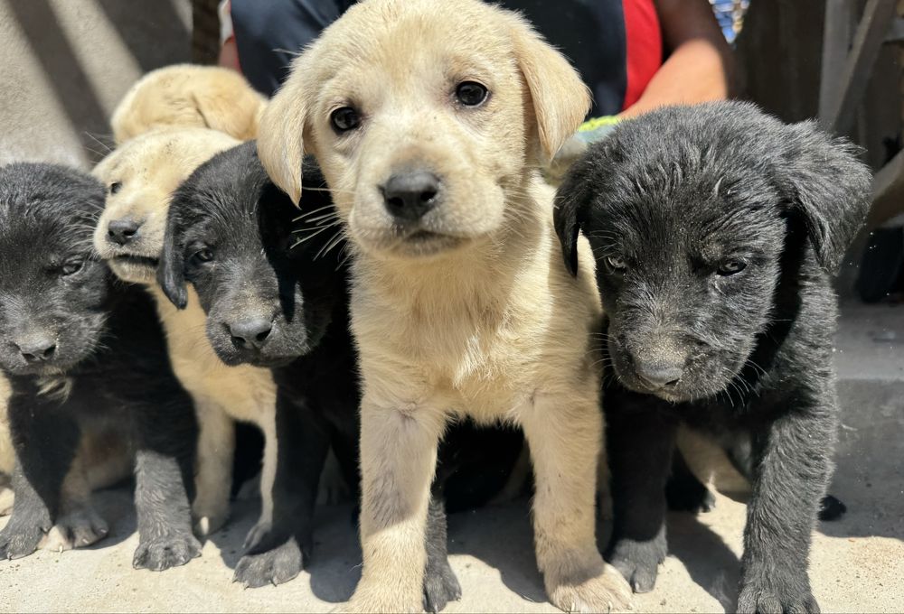 Продаются щенки лабрадора