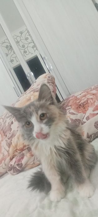 Кошечку отдам даром .