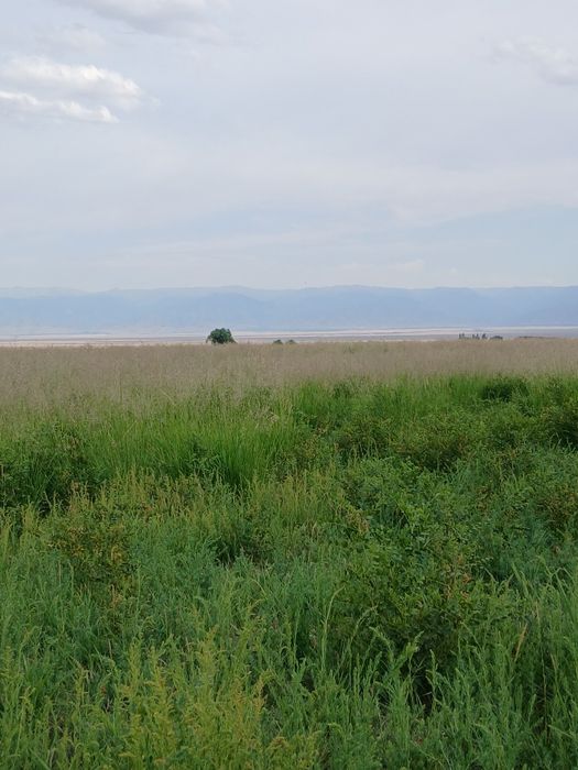 ФАЗЕНДА сатылады